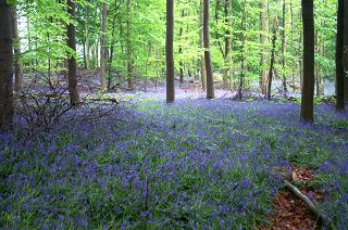 Hyacinthoides non-scripta