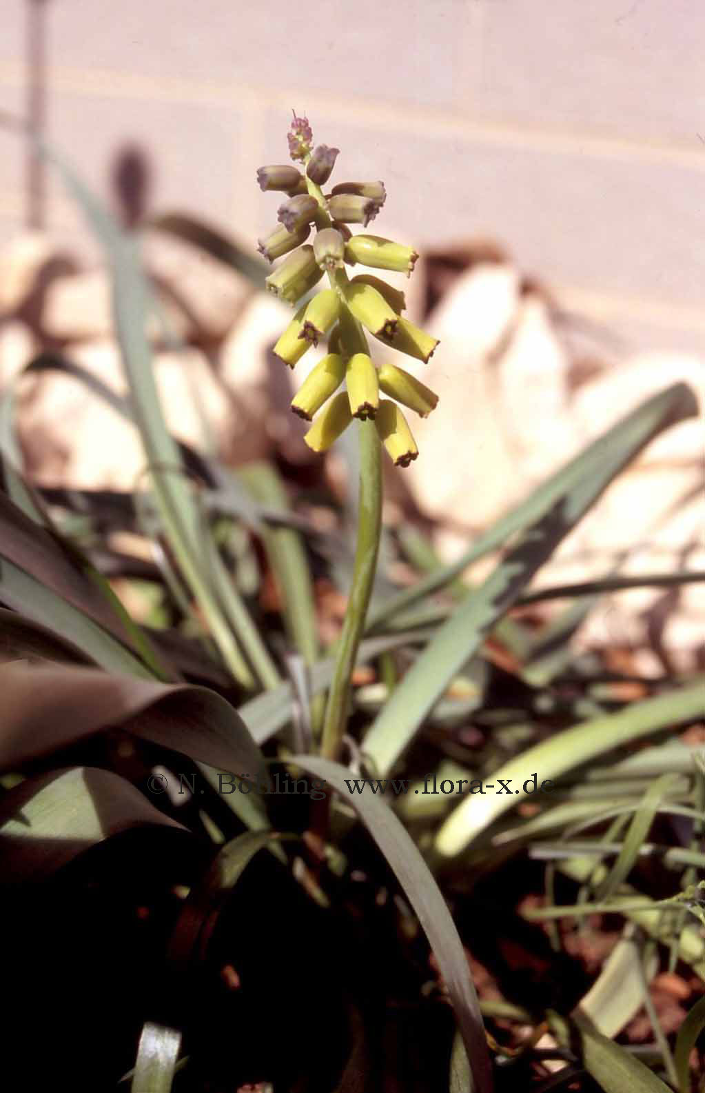 Galerie Flora-x